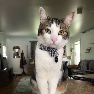 Meet your Posher, James